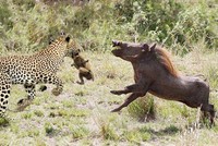 Lợn rừng châu Phi nỗ lực húc tung cả người con báo lên không trung để cứu lợn con 