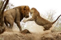 Đang say giấc nồng, báo hoa mai "giật bắn người" trước pha tấn công chớp nhoáng của sư tử