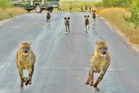 Điều gì sẽ xảy ra khi đàn linh cẩu đối đầu với đàn chó hoang thiện chiến hơn 20 con?