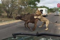 Vua sư tử hạ sát trâu rừng gọn gàng ngay trước mắt đoàn khách du lịch