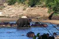 "Voi điên" vô duyên vô cớ tấn công cả đàn hà mã nhưng đành phải bất lực trước thành viên tí hon