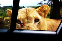 Hú hồn tình huống sư tử tự mở cửa, định nhảy vào xe của khách du lịch