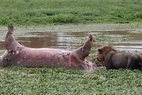 Đang tận hưởng bữa ăn, sư tử gặp tình huống dở khóc dở cười