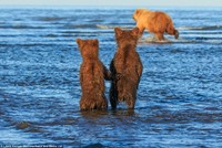 Mê mẩn khoảnh khắc đôi gấu con khoác tay, cùng nhau ngóng trông gấu mẹ đi săn mồi