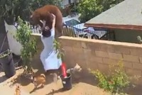 Hailey dùng hết sức để đẩy ngã con gấu.