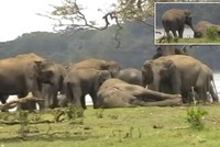 Xúc động khoảnh khắc đàn voi hơn 300 con tụ tập quanh xác chết con đầu đàn, bảy tỏ lòng kính trọng