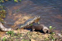 Đàn rái cá liều lĩnh, dám cả gan thách thức sức mạnh của "chúa tể đầm lầy"