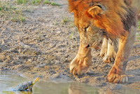 Sinh vật tý hon khiến cặp sư tử dũng mãnh cũng phải "bó tay" khi đối đầu