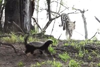 Lỡ tấn công phải con của loài lì lợm nhất thế giới động vật, báo hoa mai bị ăn đòn đau