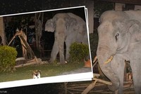 Vào nhà không xin phép, chú voi nặng hơn 4 tấn suýt bị mèo mướp "tẩn" cho một trận