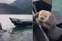 Chú rái cá thoát chết trong gang tấc nhờ kịp thời nhảy lên tàu du lịch lánh nạn