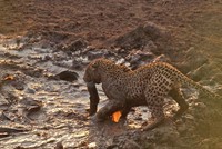 Báo hoa mai ung dung thưởng thức "nồi lẩu cá" miễn phí mẹ thiên nhiên ban tặng