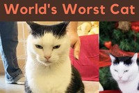 Hành trình đi tìm mái ấm của con mèo có biệt danh "khó tính nhất thế giới"