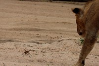 Cuộc chiến không cân sức, một mình chú cua bé nhỏ chấp hết cả đàn sư tử hung hãn