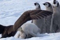 Tổ đội chim cánh cụt hú hồn thoát chết nhờ sự xuất hiện của một siêu anh hùng "cực ngầu"
