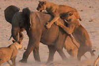 Cuộc chiến sinh tồn khốc liệt, voi con xoay xở trong vòng vây của 14 con sư tử