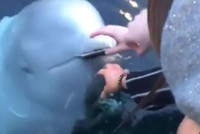 Hy hữu chưa từng có: Cô gái được cá voi beluga đem trả chiếc điện thoại đánh rơi dưới đáy biển