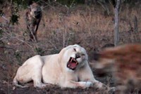 Sư tử trắng cực hiếm bị tấn công bởi đàn linh cẩu khát máu