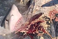 Bữa tiệc buffet cá voi ngoài trời với thực khách là đủ loại cá mập khét tiếng nhất đại dương