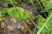 Giải cứu con rùa bị mắc kẹt, cô gái suýt ngất xỉu sau khi phát hiện ra điều bí ẩn nằm phía dưới