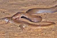 Rắn hổ mang chúa thể hiện bản năng sát thủ hàng đầu khi đi săn thằn lằn