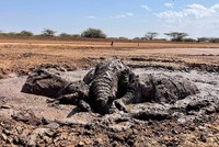 Nhiệm vụ đặc biệt: Giải cứu đàn voi châu Phi to lớn bị mắc kẹt trong đầm lầy