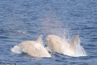 Chưa từng xảy ra trong lịch sử, cặp đôi cá voi sát thủ trắng cực kỳ quý hiếm cùng nhau xuất hiện, bơi lội trước mặt du khách