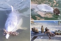 Lạ lùng chú cá heo có thói quen dùng những "báu vật" dưới biển sâu để đổi lấy thức ăn với con người