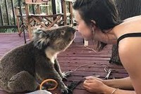 Không chịu nổi cảm giác cô đơn, chú gấu koala tìm đến con người để được yêu thương