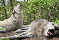 Ông hoàng lười biếng, bậc thầy của sự đối phó, hai con chó sói mê ngủ đến còn chẳng thèm đứng dậy để hú