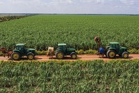 Giá đường tăng giúp doanh nghiệp mía đường bớt áp lực về bài toán vùng nguyên liệu.