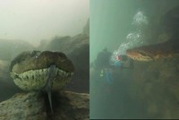 Cảm giác đang bơi, lặn mà gặp phải một con trăn Anaconda dài hơn 7 m thì sẽ ra sao?