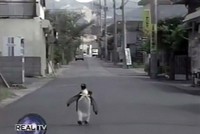 Hãy bước đi và đừng nghĩ suy.