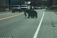 Bi hài câu chuyện gấu mẹ chật vật "xách cổ" đàn con băng qua đường cao tốc