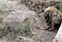 Màn "kéo co", tranh giành con mồi cực gắt giữa báo hoa mai và một con linh cẩu máu lạnh