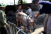 Giá lợn hơi đang ở mức thấp nhất kể từ giữa năm 2019. (Ảnh: Trần Ngọc/VOV.VN).