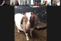 Mang dê đến các cuộc họp trực tuyến, ý tưởng kinh doanh độc đáo thời Covid-19 giúp chủ nhân kiếm hàng chục nghìn USD