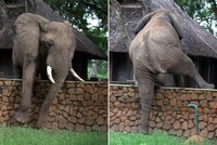 Như một Ninja, đàn voi phi thân qua những bức tường của khu resort để trộm xoài
