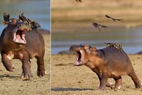 Cảm thấy bất lực, "tấm chiếu mới" hà mã khóc lóc thảm thiết khi bị đàn chim nhỏ bám lên lưng