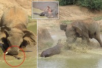 Trận chiến "long trời lở đất" giữa hai loài động vật nguy hiểm nhất ở châu Phi