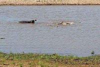 Rình cả ngày mới săn được mồi, chưa kịp tận hưởng, đàn cá sấu đã bị hà mã cướp ngay trên miệng 