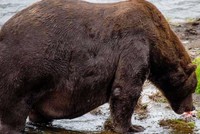 Chú gấu "thở không ra hơi" sau bữa tiệc buffet cá hồi