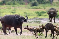 Trâu rừng bất lực nhìn trâu con bị bầy chó hoang châu Phi hung hãn hạ gục