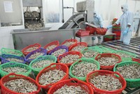 Việt Nam ngày càng quan trọng với vai trò là mắt xích then chốt trong chuỗi cung ứng.