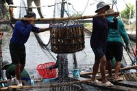 Thu hoạch cá tra cung cấp cho nhà máy chế biến phục vụ xuất khẩu tại hộ nông dân nuôi liên kết với doanh nghiệp ở xã Bình Hoà, huyện Châu Thành. (Ảnh: Phạm Hậu/TTXVN).