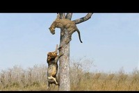 Cái kết bất ngờ của "hai đại cao thủ" thảo nguyên khi thi triển võ công ở trên cây