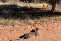 Màn săn mồi cực kỳ khéo léo của báo hoa mai