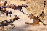 Cuộc chiến "cân não" tranh giành con mồi giữa báo săn và đàn chó hoang châu Phi