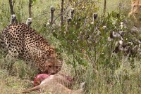 Đàn kền kền hung hãn cướp con mồi của báo săn, chưa kịp hả hê đã bị "nghiệp quật"