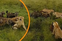 Âm mưu lật đổ ngôi vương của sư tử và cái giá phải trả cực đắt của bầy linh cẩu không biết tự lượng sức mình